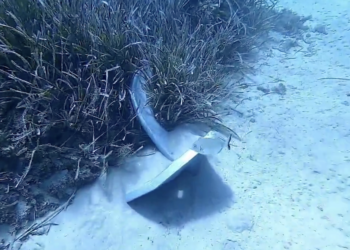 Ancla sobre posidonia en Sa Caleta. Imagen de Mallorca Blue