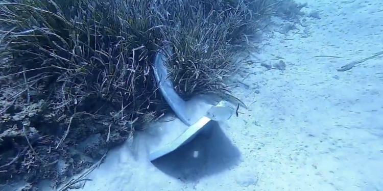 Ancla sobre posidonia en Sa Caleta. Imagen de Mallorca Blue
