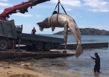 Cachalote muerto en es Cavallet en una imagen de archivo