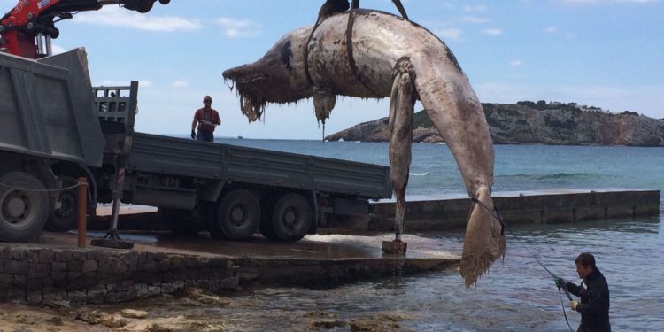 Cachalote muerto en es Cavallet en una imagen de archivo
