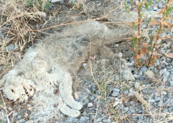Un animal muerto en la zona en una imagen remitida por el PSOE
