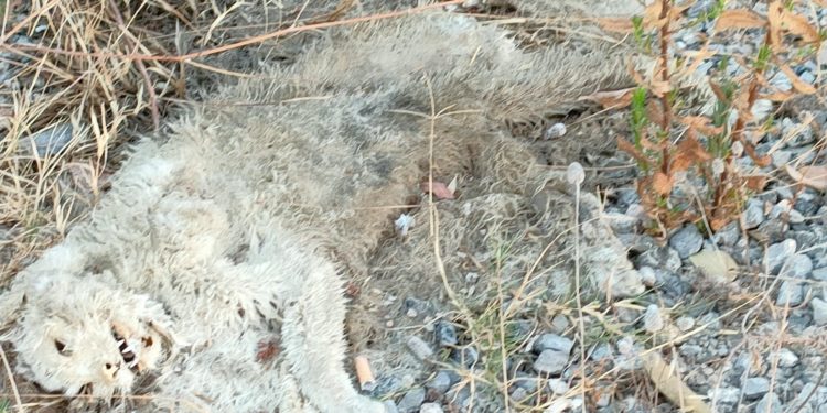Un animal muerto en la zona en una imagen remitida por el PSOE