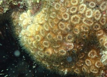 Fotografía submarina en ses Coves Blanques. Imagen cedida por Salvem sa Badia.