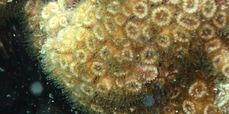 Fotografía submarina en ses Coves Blanques. Imagen cedida por Salvem sa Badia.