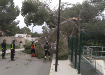 Imagen de archivo de otro incidente con un árbol caído (año 2019).