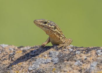 Imagen de una lagartija de Ibiza: Foto: Sebastián Candela Martinez