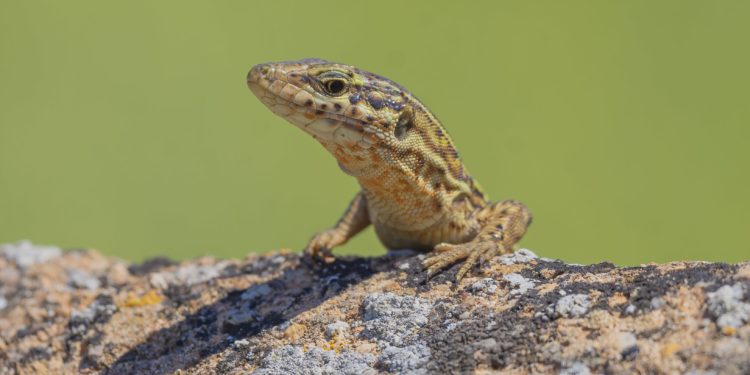 Imagen de una lagartija de Ibiza: Foto: Sebastián Candela Martinez