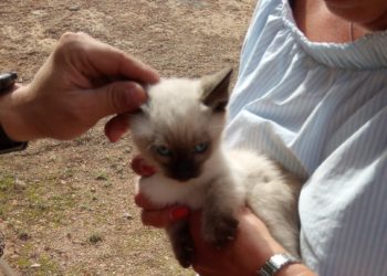 Imagen de un gato rescatado por los bomberos. Foto: Bomberos Ibiza.