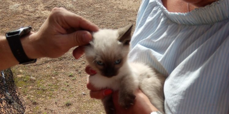 Imagen de un gato rescatado por los bomberos. Foto: Bomberos Ibiza.