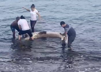 Captura de pantalla del vídeo de Martin Makepeace