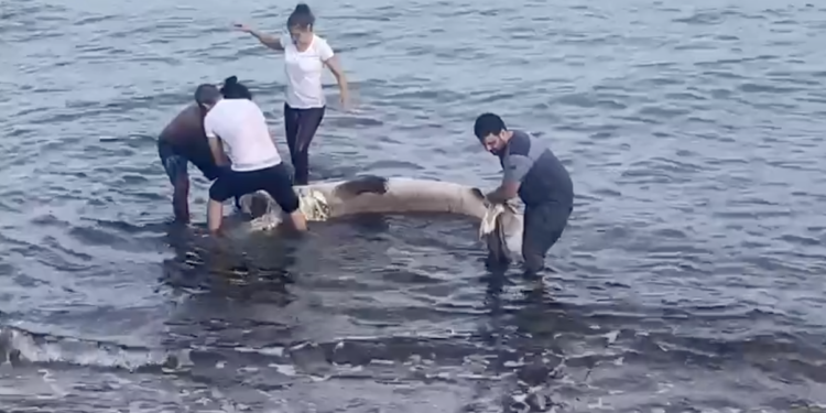 Captura de pantalla del vídeo de Martin Makepeace