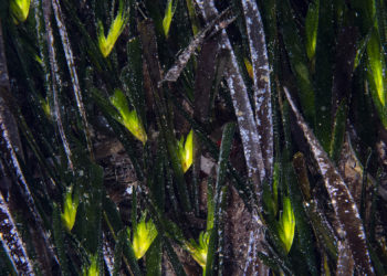 El aumento de la temperatura es dañino para la posidonia y, como respuesta a ese estrés, florece. En la foto hay 25 flores de posidonia. Fotografía de Xavier Mas Ferrà decida Noudiari