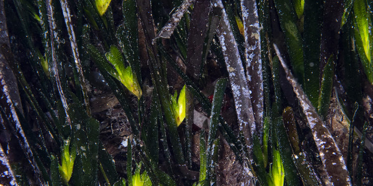 El aumento de la temperatura es dañino para la posidonia y, como respuesta a ese estrés, florece. En la foto hay 25 flores de posidonia. Fotografía de Xavier Mas Ferrà decida Noudiari