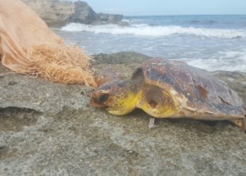 La tortuga malherida. Foto Paul Wenham