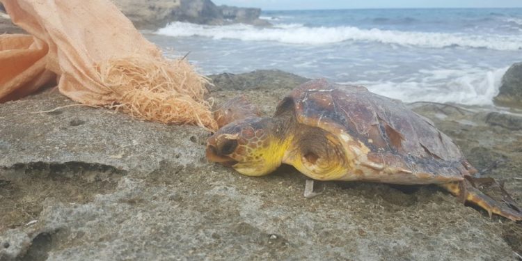 La tortuga malherida. Foto Paul Wenham