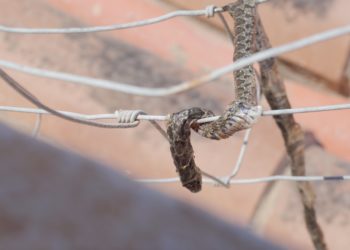 Un ejemplar de serpiente que apareció muerta y enredada en una tela metálica en julio. Foto: Enrique Villalonga