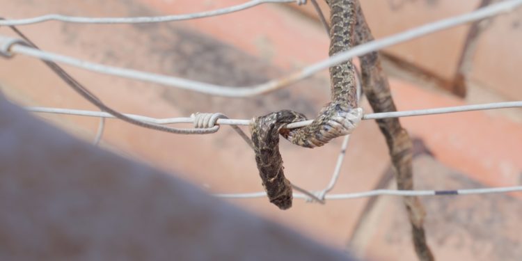 Un ejemplar de serpiente que apareció muerta y enredada en una tela metálica en julio. Foto: Enrique Villalonga
