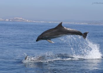 Delfín mular en la costa de Ibiza.