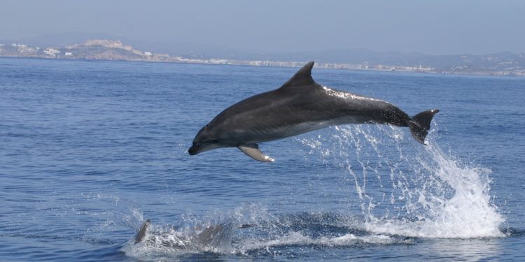 Delfín mular en la costa de Ibiza.