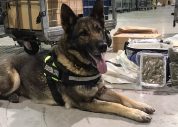 Dakota, la perra que ha detectado la droga