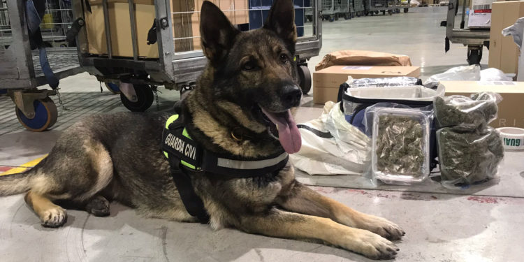 Dakota, la perra que ha detectado la droga