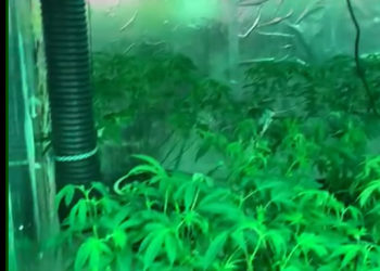 Plantación de marihuana hallada en una habitación dentro de la tienda.