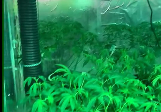 Plantación de marihuana hallada en una habitación dentro de la tienda.