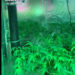 Plantación de marihuana hallada en una habitación dentro de la tienda.