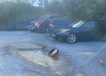 Unas gallinas beben en un charco en el carrer Paó en esta imagen del PSOE de Santa Eulària.