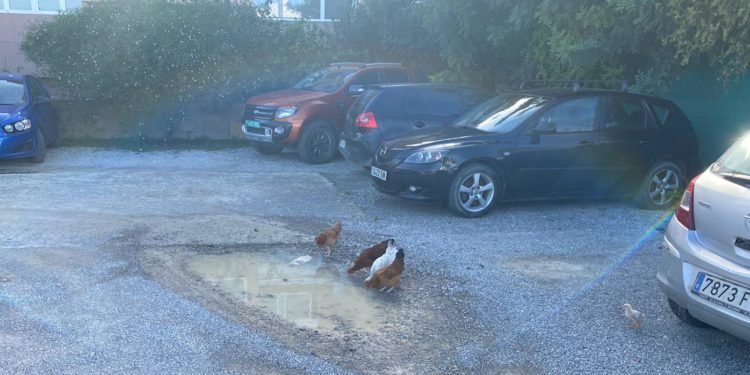 Unas gallinas beben en un charco en el carrer Paó en esta imagen del PSOE de Santa Eulària.