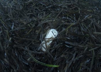 Una compresa entre posidonia en Caló de s'Oli. Xavier Mas Ferrà