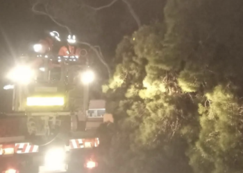 Los bomberos de Ibiza intervienen en una de las caídas de árboles de esta madrugada. Fotografía Elías Siscar.