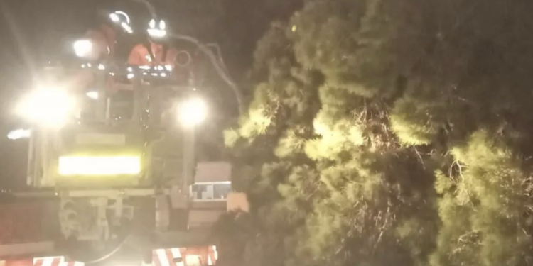 Los bomberos de Ibiza intervienen en una de las caídas de árboles de esta madrugada. Fotografía Elías Siscar.