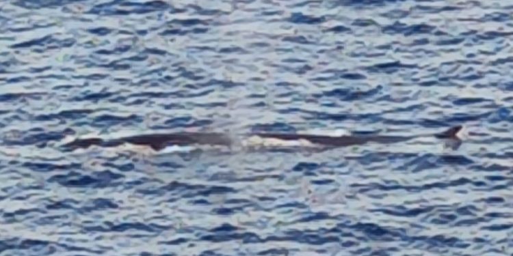 Imagen de Jose Ángel Peña del cetáceo en la costa de Ibiza.