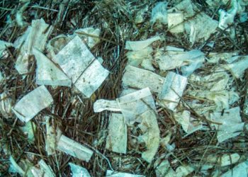 Contaminacion bajo el mar en Caló de s'Oli tras el vertido de fecales. Foto Xavier Mas