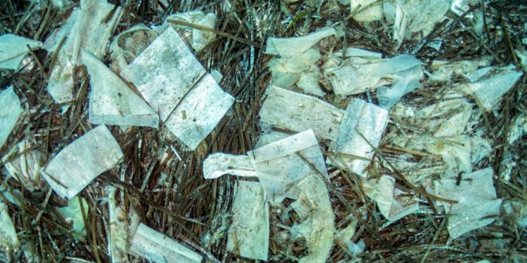 Contaminacion bajo el mar en Caló de s'Oli tras el vertido de fecales. Foto Xavier Mas