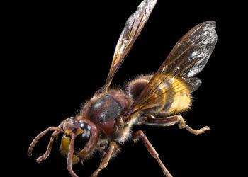 Ejemplar de Vespa crabro o avispa carnicera. Foto de Didier Descouens - Trabajo propio, CC BY-SA 4.0, https://commons.wikimedia.org/w/index.php?curid=10899731