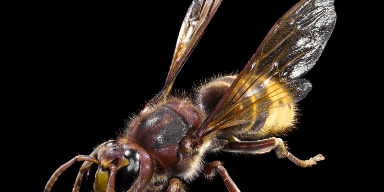 Ejemplar de Vespa crabro o avispa carnicera. Foto de Didier Descouens - Trabajo propio, CC BY-SA 4.0, https://commons.wikimedia.org/w/index.php?curid=10899731