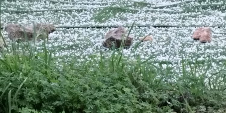Imagen del granizo en un campo de Fruitera de Baix, Santa Gertrudis