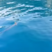 Barracuda en la costa de Ibiza en una captura del vídeo de Martina Greef.