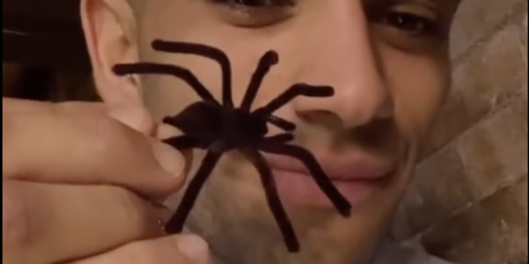 Jorge Martín Almoguera muestra la araña falsa que va a usar para la broma a su novia, María Monfort Matutes