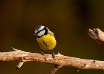 Ejemplar de Ferrerico blau.