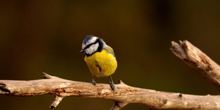 Ejemplar de Ferrerico blau.