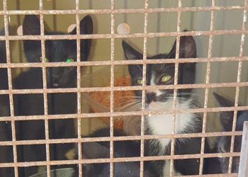 Gatos abandonados, en una imagen de la Policía Local de Sant Josep.