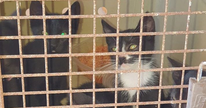 Gatos abandonados, en una imagen de la Policía Local de Sant Josep.