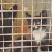 Gatos abandonados, en una imagen de la Policía Local de Sant Josep.