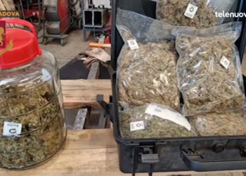 Parte de la droga incautada, en una imagen facilitada por el Escuadrón Móvil de la Jefatura de Policía de Padua a medios de Italia.