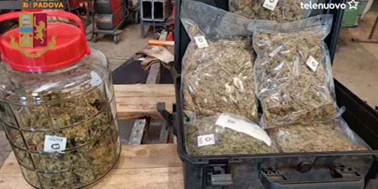 Parte de la droga incautada, en una imagen facilitada por el Escuadrón Móvil de la Jefatura de Policía de Padua a medios de Italia.