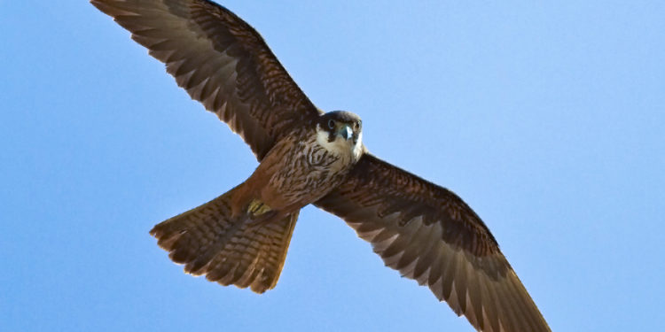 Halcón marino. Foto: Jürgen Dietrich (Wikipedia)