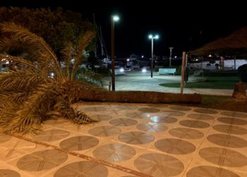 Palmera derribada esta madrugada en el paseo marítimo de Ibiza. Foto S.F.